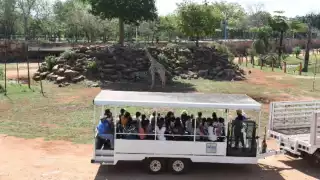 El recorrido en el Safari tiene una duración de aproximadamente media hora