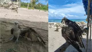 Lo mantendrán bajo cuidados y posteriormente regresarlo a su hábitat.  El ave tiene una lesión que le impide volar; fue nombrado “Cabo
