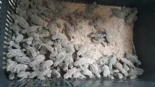 Las crías fueron entregadas al Programa de Protección y Conservación de Tortugas Marinas