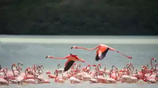 Pedro Infante visitaba con regularidad esta isla, bautizándola como “Isla del Encanto”