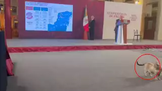 Zeus de paseó durante La Mañanera de AMLO