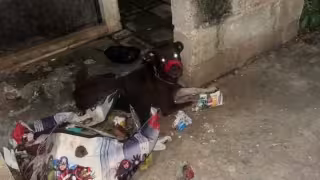 Denuncian que tres perros viven encerrados, encadenados y entre desechos en un predio de Mérida