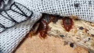 ¿Cómo matar chinches? Estrategias efectivas para acabar con estos insectos