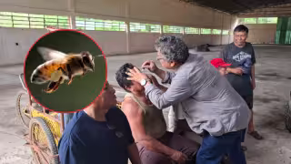 Sin aguijón y su miel se usa para tratar cataratas: impulsan cultivo de la abeja maya en Campeche