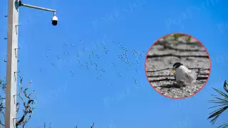 Alerta en Ciudad del Carmen: llegan miles de aves migratorias mientras el manglar está desapareciendo