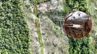 Profepa clausura predios en Tenabo y Champotón por devastar ilegalmente casi 60 hectáreas de selva