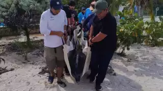 Los especialistas comentaron que uno de los ejemplares mostró padecimiento gástrico y se sospecha que el otro acompañaba a su compañero herido