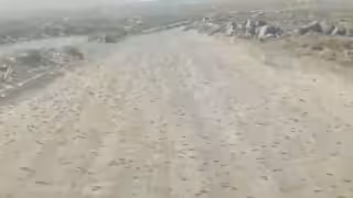 Enjambre de langostas paraliza toda una autopista: VIDEO