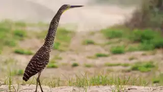 "No es de estos rumbos": avistamiento de una garza tigre causa sorpresa en Ciudad Caucel