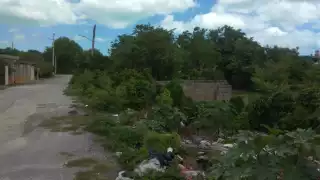 En los últimos días se ha visto un incremento en mosquitos