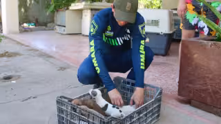 Ciudadanos alzan la voz: atienden 517 reportes por maltrato animal en Mérida durante primer trimestre