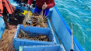 Aunque esta temporada las capturas fueron muy altas, tuvieron afectación económica por los bajos precios que se pagan.