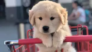 La cadena Walmart se ha sumado a la ola de los lugares petfriendly