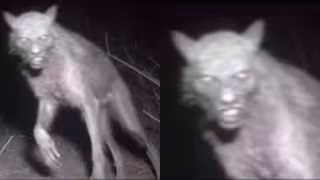 ¿Nahuales en Oaxaca? Esto es lo que se sabe sobre la imagen viral