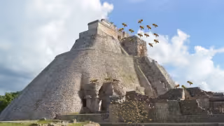 ¿Viajas a Uxmal y la Ruta Puuc? Esto debes saber sobre el incremento de abejas en la zonas arqueológicas