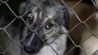 Se tienen 70 expedientes abiertos de maltrato animal