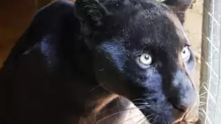 Boxito, el nuevo inquilino de zoológico la Reina en Tizimín