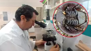 Buscan salvar a la población de 'cacerolita de mar' con una innovadora investigación en Tizimín