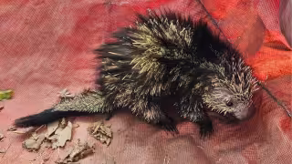 Puercoespín, el curioso animal que fue rescatado en Campeche y liberado en su hábitat natural