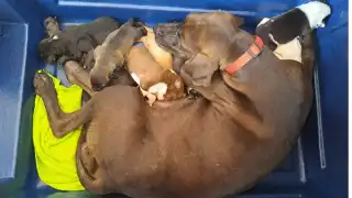 Durante la campaña electoral prometieron proteger a las especies callejeras, pero debido a la falta de acción esto no se cumplió