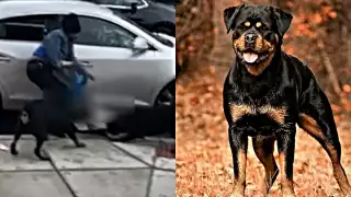 Las autoridades siguen buscando a los dueños de los perros rottweilers. Foto: Especial