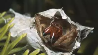 Esta es la araña más letal del mundo, su veneno depende de su estado de ánimo