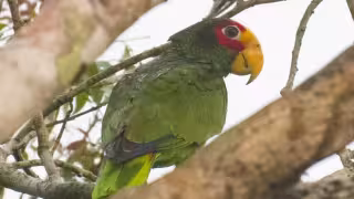 Crece el tráfico de aves protegidas en redes sociales; en Yucatán ofrecen loros hasta en mil 500 pesos