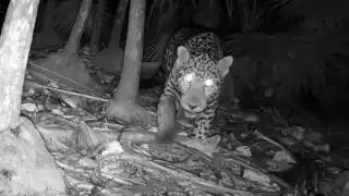 Jaguar es captado por cámara trampa a 200 metros de la zona arqueológica de Tulum