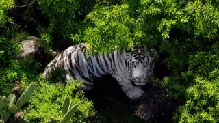 Kenzo, el tigre blanco que escapó en Edomex: así fueron sus últimos días