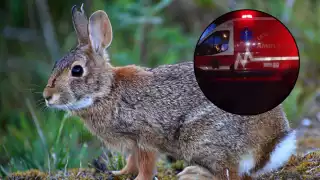 En redes sociales circula la versión de una menor herida por un conejo en Motul