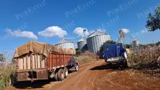 Productores saturan silos de maíz en Hecelchakán; ya suman 18 mil toneladas