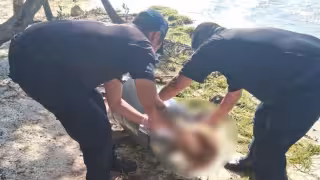 Macabro hallazgo en la costa de Yucatán: encuentran 10 animales sin cabeza en la playa