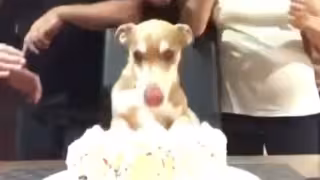 Perrito se emociona al recibir su pastel de cumpleaños: VIDEO