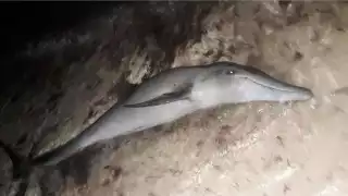 Se desconoce si hay algún plan o lugar en el puerto donde el personal de protección de animales pudiera responder de manera rápida