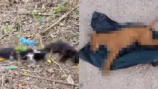 Suman siete mascotas muertas por envenenamiento en Tizimín; vecinos exponen su preocupación