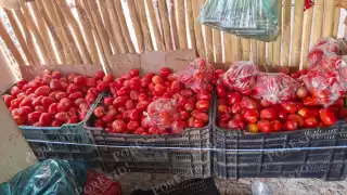 Rematan a 10 pesos el kilo de tomate ante sobreproducción en Hecelchakán