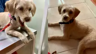 Berthita ahora busca a su nueva familia en la CDMX