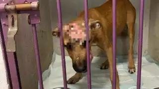 Obligan a la Fiscalía de Quintana Roo a investigar casos de maltrato animal