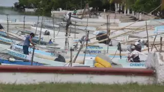 Captura de pulpo aumenta 33% tras evento de “norte” en Champotón