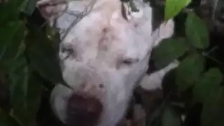 Su caso se viralizó, por la crueldad del ataque