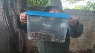 La boa fue rescatada para ser puesta en libertad en un espacio abierto