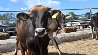 Pretender erradicar la enfermedad en tres años