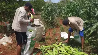 En la Unión Americana hay cerca de 160 mil yucatecos, lo que representa el 18 por ciento de la población del Estado