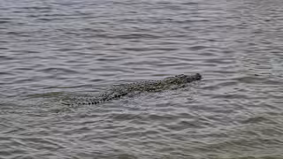 Sisal bajo alerta por cocodrilo de gran tamaño cerca de la playa