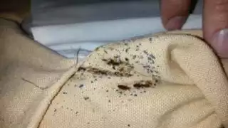 Las chinches han atacado a alumnos y docentes de la UNAM