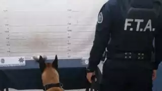 El paquete fue entregado a la Fiscalía de Quintana Roo