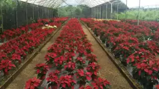 En un año se pueden cultivar hasta 80 mil flores de Noche Buena