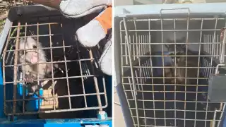 De las 10 zarigüeyas, cinco eran crías