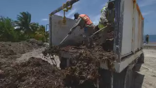 Durante meses fue común ver a los brigadistas acopiar la planta marina