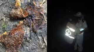 Registran el primer ataque de abejas africanas en la Ribera del Río Hondo